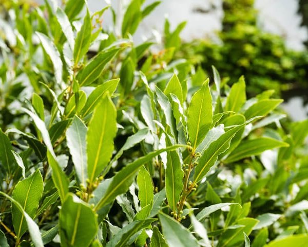 Laurus 'Flavour Master' 6" Pot