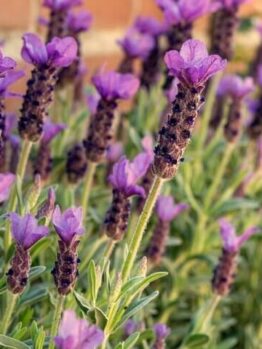 Lavandula 'Lavinnova® Bubbleberry Ruffles' Lavender 6″ Pot