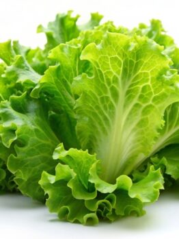 Lettuce 'Iceberg' 4" Pot
