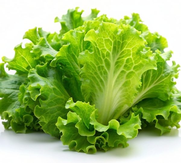 Lettuce ‘Green Mignonette’ 4" Pot