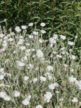 Lychnis 'White'