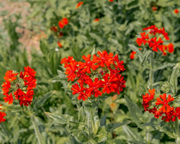 Lychnis 'Maltese Cross' 6" Pot