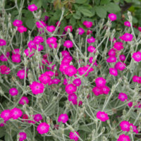 Lychnis 'Pink' 6" Pot
