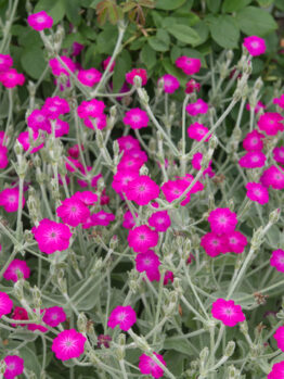 Lychnis 'Pink'