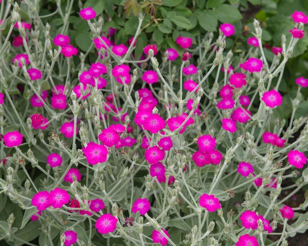 Lychnis 'Pink'