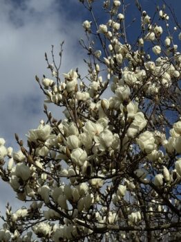 Magnolia 'Lennei Alba' 10" Pot