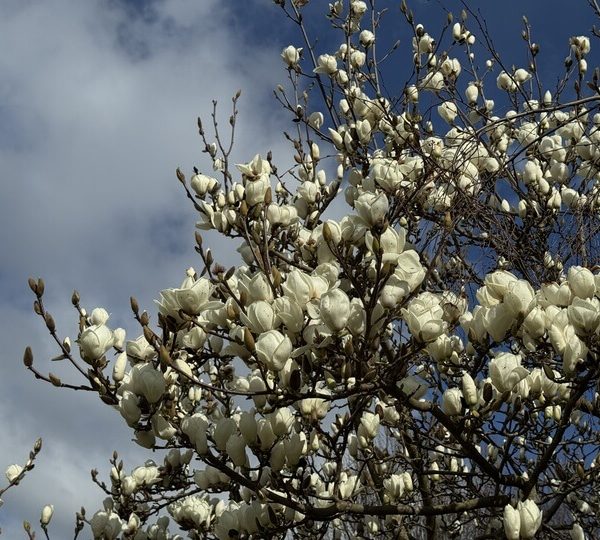 Magnolia 'Lennei Alba' 10" Pot
