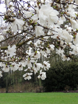 Magnolia 'Merrill' 13" Pot