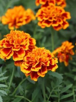 Tagetes 'Fire' Marigold 4" Pot