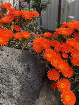 Mesembryanthemum Pig Face 'Orange'