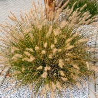 Native Grasses