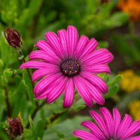 Osteospermum 'Dark Pink' African Daisy 6" Pot