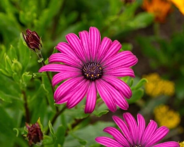 Osteospermum 'Dark Pink' African Daisy 6" Pot