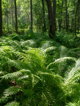 Outdoor Ferns
