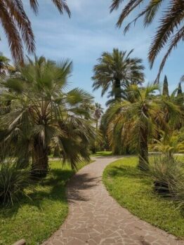 Outdoor Palms
