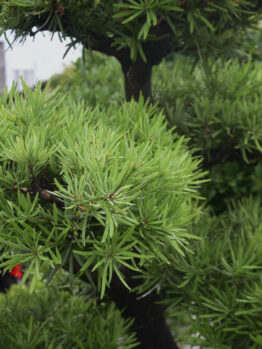 Podocarpus 'Yew Plum Pine' 12" Pot