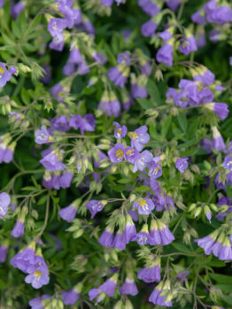 Polemonium 'Lambrook Mauve' 6" Pot