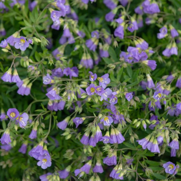 Polemonium 'Lambrook Mauve' 6" Pot