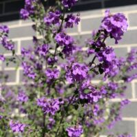A Prostanthera 'Cut Leaf Mint Bush' 15cm pot with small purple flowers thrives in front of a grey brick wall.