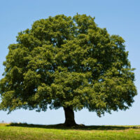 Medium Trees (4m - 10m)