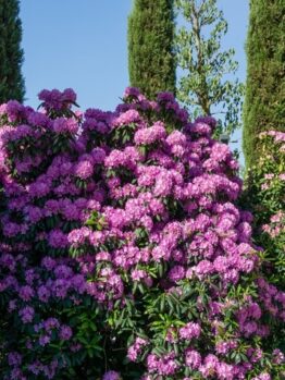 Rhododendron 'Elegans' 8" Pot