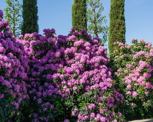 Rhododendron 'Elegans' 8" Pot
