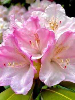 Rhododendron 'Mrs Charles E Pearson' 8" Pot