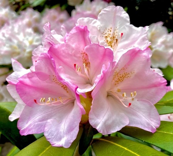 Rhododendron 'Mrs Charles E Pearson' 8" Pot