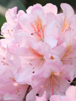 Rhododendron 'Mrs E C Stirling ' 8" Pot