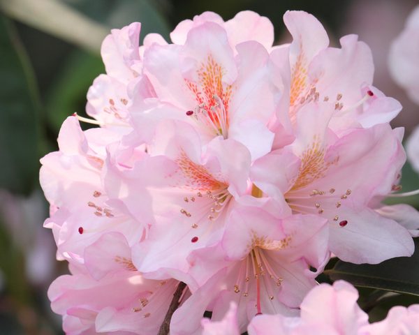 Rhododendron 'Mrs E C Stirling ' 8" Pot