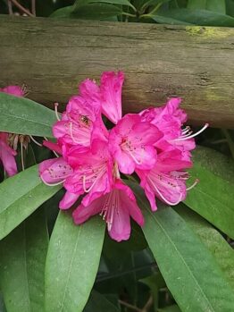 Rhododendron Saffron Queen 8" Pot