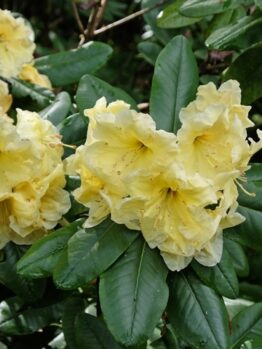 Rhododendron 'Sir Robert Peel' 8" Pot