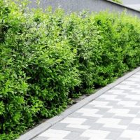 Screening Plants
