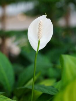 Anthurium 'White' 7" Pot