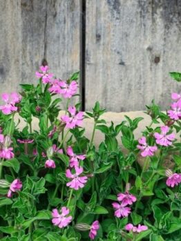 Silene 'Rollie's Favorite' 6" Pot