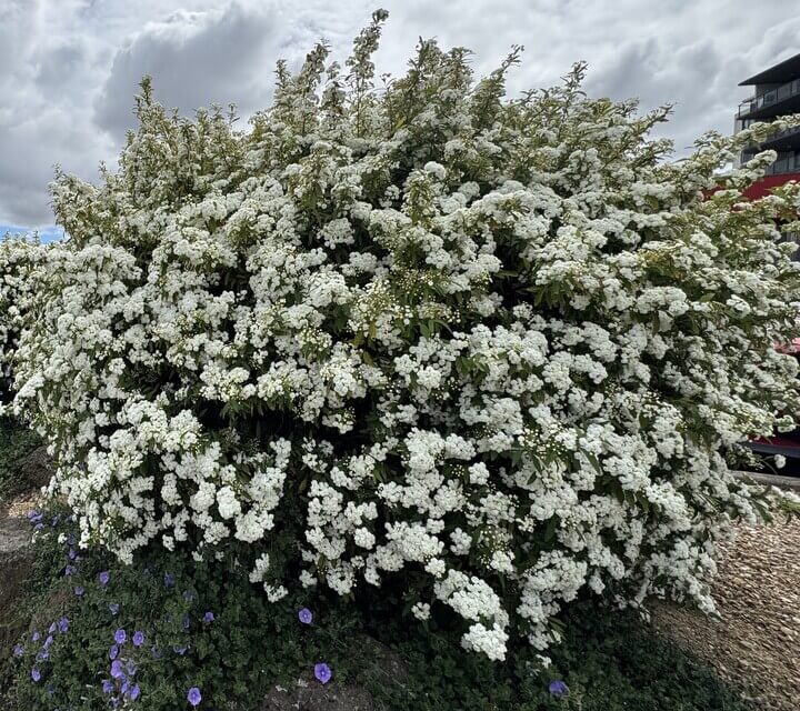 Spiraea 'Double White May Bush' 6" Pot
