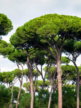 Picea 'Stone Pine' in 15cm pots, available at our Growers Flash Sale, feature tall trees with umbrella-shaped canopies and lush green foliage that stand out beautifully against a partly cloudy sky.