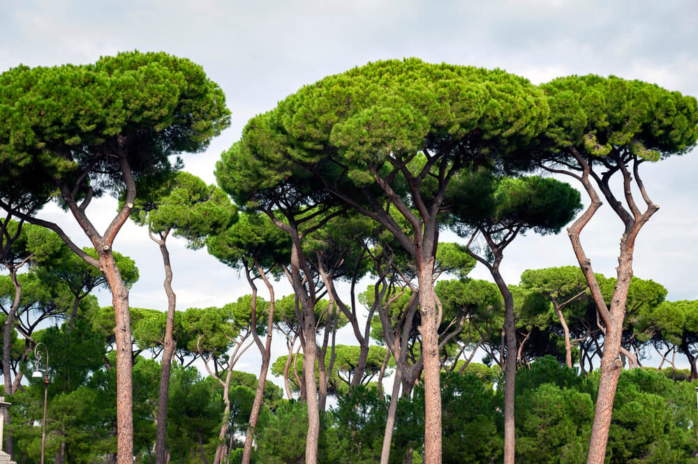 Picea 'Stone Pine' in 15cm pots, available at our Growers Flash Sale, feature tall trees with umbrella-shaped canopies and lush green foliage that stand out beautifully against a partly cloudy sky.
