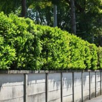 Viburnum 'Quick Fence™'