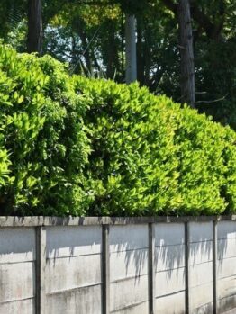 Viburnum 'Quick Fence™' 6" Pot