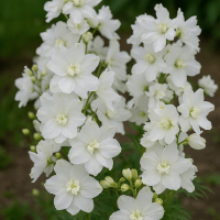 Tall clusters of sky blue Delphinium 'Hunky Dory' flowers with green foliage stand out in a 15cm pot, highlighting this classic variety’s beauty against a blurred outdoor background.