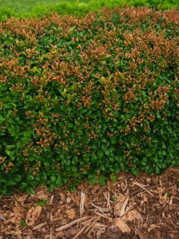 A green shrub with brown, dying leaves on top, surrounded by mulch and grass.