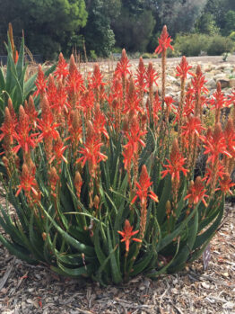 A large aloe plant with multiple tall stalks of orange-red flowers growing in a mulched garden bed with shrubs and trees in the background.