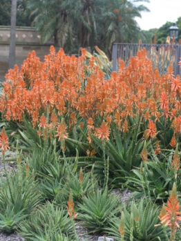 Clusters of aloe plants with tall stems bearing orange flowers grow in a landscaped garden, with palm trees and a fence in the background.