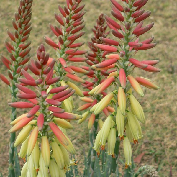 Aloe 'Echidna™' features tall clusters of tubular yellow and orange flowers with green stems in a 15cm pot, set against a grassy background—perfect for brightening up your space.