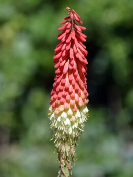 A single red-hot poker flower with red and yellow tubular blooms stands upright against a blurred green background.