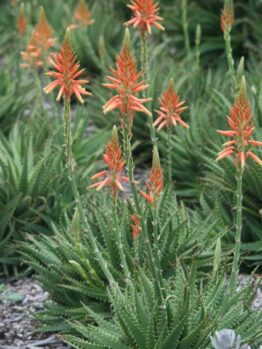 Cluster of aloe vera plants with spiky green leaves and tall stems topped with orange tubular flowers.