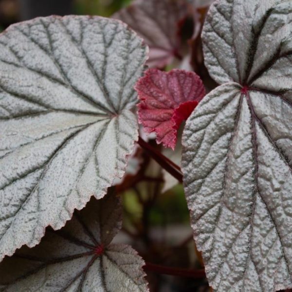 Close-up of Begonia rex 'Silver' in a 5" pot, featuring textured, heart-shaped leaves with silvery white tops, reddish edges, and undersides.