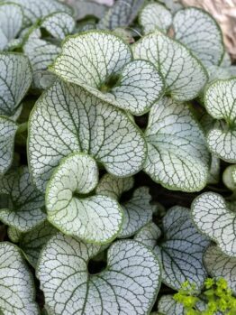 Brunnera 'Jack Frost' 15cm Pot features heart-shaped, silver leaves with striking dark green veins. It thrives in soil beside light stone or concrete edges and arrives beautifully potted in a 15cm container.