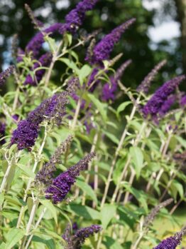 Purple buddleia flowers in bloom with green leaves, set against a blurred background of trees and sunlight.
